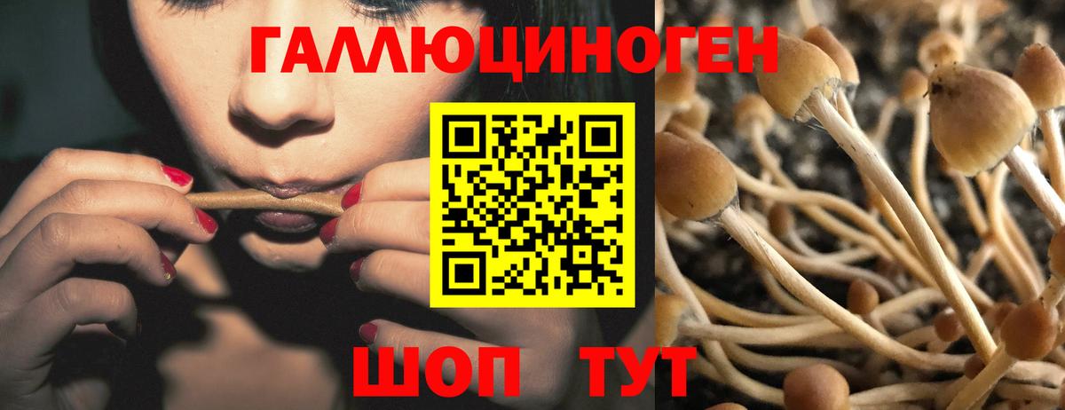 Галлюциногенные грибы Cubensis Курчатов